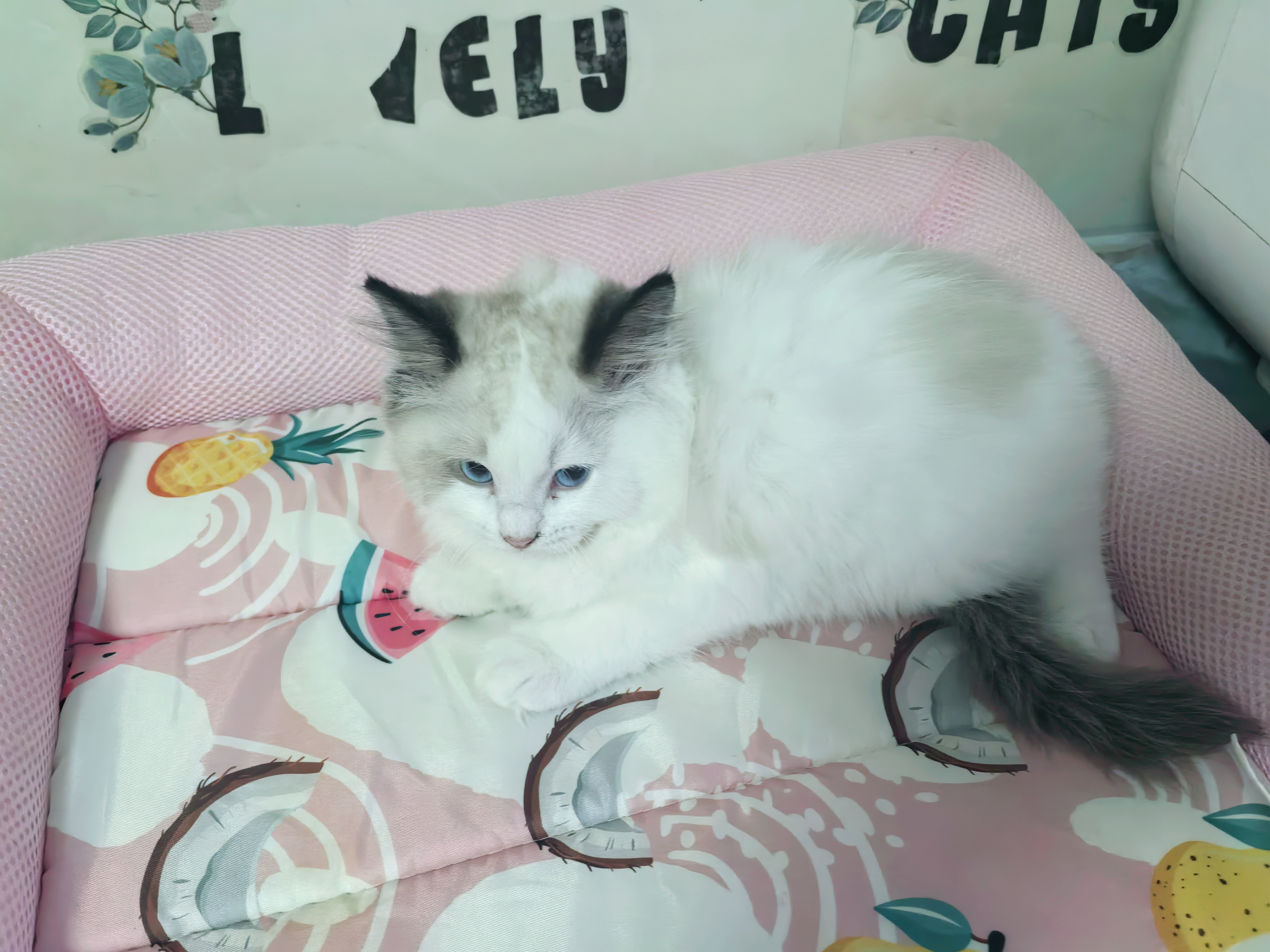 布偶猫